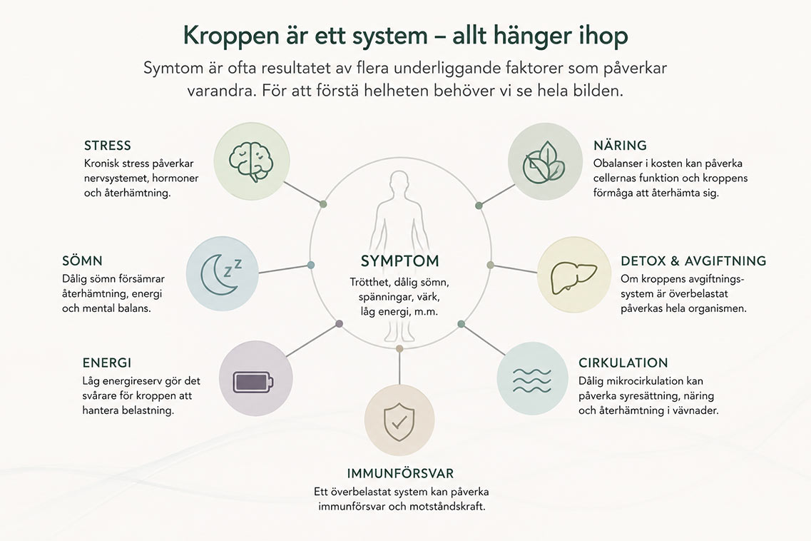 Schematisk bild av kroppens system